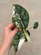 Alocasia Dragon Scale Variegata