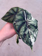 Alocasia Dragon Scale Variegata