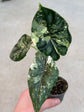 Alocasia Dragon Scale Variegata