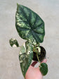 Alocasia Dragon Scale Variegata