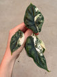 Alocasia Dragon Scale Variegata