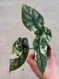 Alocasia Dragon Scale Variegata