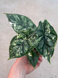 Alocasia Dragon Scale Variegata