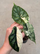 Alocasia Dragon Scale Variegata