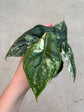 Alocasia Dragon Scale Variegata