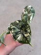 Alocasia Dragon Scale Variegata