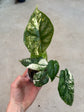Alocasia Dragon Scale Variegata
