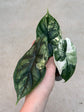 Alocasia Dragon Scale Variegata