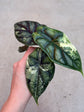 Alocasia Dragon Scale Variegata
