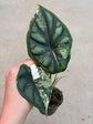 Alocasia Dragon Scale Variegata