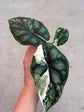 Alocasia Dragon Scale Variegata
