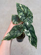 Alocasia Dragon Scale Variegata