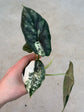 Alocasia Dragon Scale Variegata