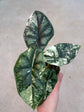 Alocasia Dragon Scale Variegata