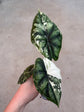 Alocasia Dragon Scale Variegata