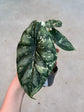 Alocasia Dragon Scale Variegata