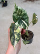 Alocasia Dragon Scale Variegata