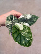 Alocasia Dragon Scale Variegata