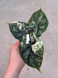 Alocasia Dragon Scale Variegata