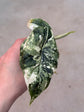 Alocasia Dragon Scale Variegata