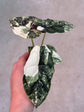 Alocasia Dragon Scale Variegata