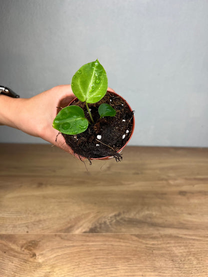 Anthurium Crystallinum Seedling