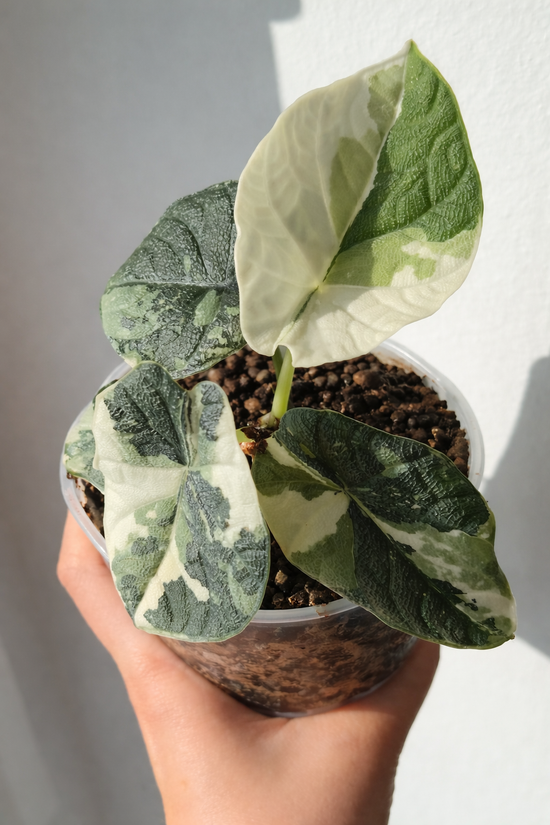 Alocasia Melo Variegata