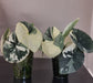 Alocasia Melo Variegata