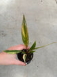 Philodendron Caramel Marble Variegata