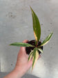 Philodendron Caramel Marble Variegata
