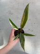 Philodendron Caramel Marble Variegata