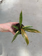 Philodendron Caramel Marble Variegata