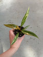 Philodendron Caramel Marble Variegata