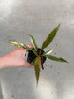 Philodendron Caramel Marble Variegata
