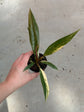 Philodendron Caramel Marble Variegata