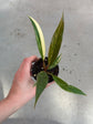 Philodendron Caramel Marble Variegata