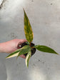 Philodendron Caramel Marble Variegata