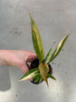 Philodendron Caramel Marble Variegata