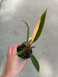 Philodendron Caramel Marble Variegata