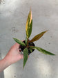 Philodendron Caramel Marble Variegata