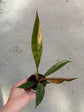 Philodendron Caramel Marble Variegata
