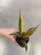 Philodendron Caramel Marble Variegata
