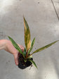 Philodendron Caramel Marble Variegata