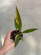 Philodendron Caramel Marble Variegata