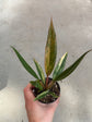 Philodendron Caramel Marble Variegata
