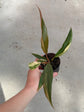 Philodendron Caramel Marble Variegata