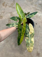Philodendron Billietiae Variegata