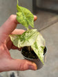 Alocasia Pink Dragon Nairobi Nights Variegata