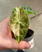 Alocasia Pink Dragon Nairobi Nights Variegata