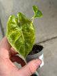 Alocasia Pink Dragon Nairobi Nights Variegata
